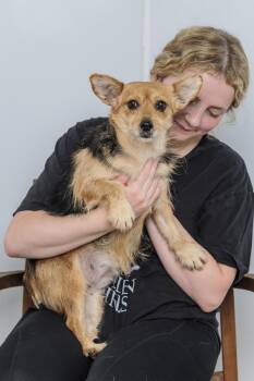 Rescue Norwich Terrier and Chihuahua Dogs for Adoption in Chester Springs, Pennsylvania - Birdie | PetCurious