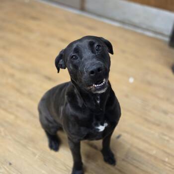 Rescue Pit Bull Terrier and Black Labrador Retriever Dogs for Adoption in Madison, Mississippi - Daisy | PetCurious
