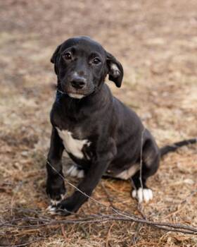 Rescue Mountain Cur Dogs for Adoption in Lambertville, New Jersey - Beatrix | PetCurious