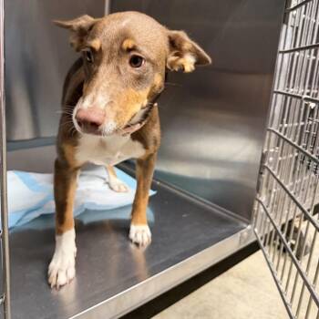 Bubble Gum -  Mixed Breed Dog for Adoption in Pauls Valley, Oklahoma - Bubble Gum | PetCurious