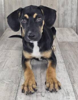 Marigold -  Hound and Mixed Breed Dog for Adoption in Shreveport, Louisiana - Marigold | PetCurious