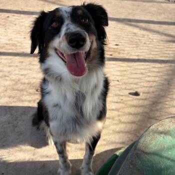 Australian Shepherd Dogs Available for Adoption in Corpus Christi, Texas - Tiny | PetCurious