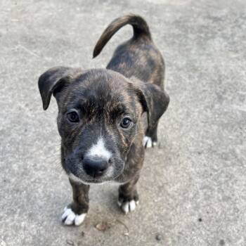 Labrador Retriever Dogs Available for Adoption - Layla | PetCurious