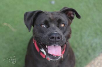Pit Bull Terrier Dogs Available for Adoption in Jackson, Mississippi - Lovey (bonded Pair) | PetCurious