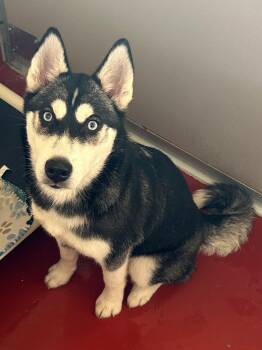 Maribel -  Husky Dog for Adoption in Mason City, Iowa - Maribel | PetCurious