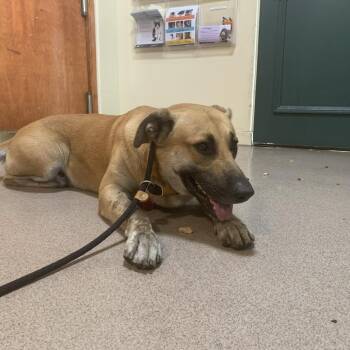 Chef -  Shepherd Dog for Adoption in Pasadena, California - Chef | PetCurious