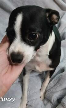 Pansy -  Chihuahua and Mixed Breed Dog for Adoption in Morristown, New Jersey - Pansy | PetCurious