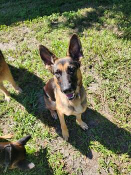 Iris -  German Shepherd Dog Dog for Adoption in Palm Harbor, Florida - Iris | PetCurious