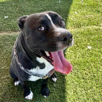 Rescue Mixed Breed Dogs for Adoption in Georgetown, Texas - King | PetCurious