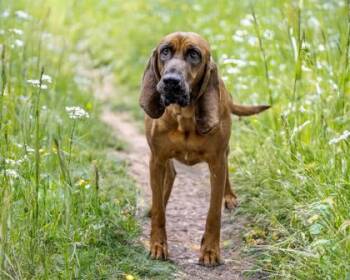 Redbone Coonhound Dogs Available for Adoption in Camano, Washington - Violet | PetCurious