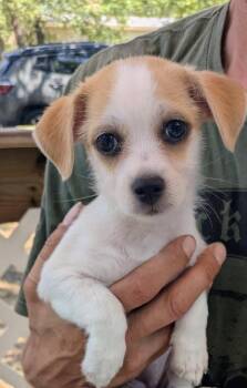 Betty -  Chihuahua and Shih Tzu Dog for Adoption in Southlake, Texas - Betty | PetCurious