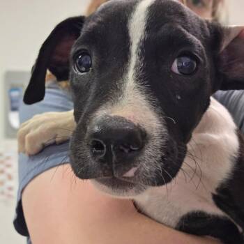 Caroline Forbes -  Mixed Breed Dog for Adoption in Charleston, West Virginia - Caroline Forbes | PetCurious