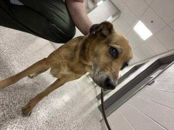 German Shepherd Dog and Mixed Breed Dogs Available for Adoption - Diamond | PetCurious