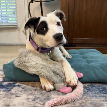 Pit Bull Terrier Dogs Available for Adoption in Oriskany, New York - Pippa | PetCurious