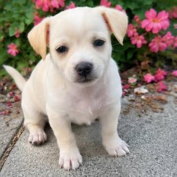 Chihuahua Dogs Available for Adoption in La Grange, Kentucky - Lemonup | PetCurious
