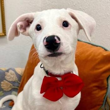 Flint Grove Penelope -  Labrador Retriever and German Shepherd Dog Dog for Adoption in Friendswood, Texas - Flint Grove Penelope | PetCurious