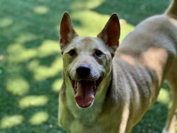 Mixed Breed Dogs Available for Adoption in Charlotte, North Carolina - ZEUS | PetCurious