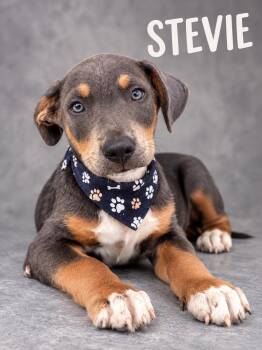 Stevie -  Hound Dog for Adoption in Lucas, Texas - Stevie | PetCurious