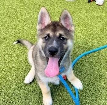 Rescue Akita and Husky Dogs for Adoption in Narberth, Pennsylvania - Mac | PetCurious