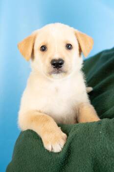 George -  Shepherd and Retriever Dog for Adoption in Minneapolis, Minnesota - George | PetCurious