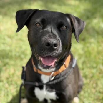 Diamond -  Labrador Retriever Dog for Adoption in Pearland, Texas - Diamond | PetCurious