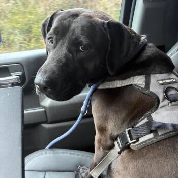 Labrador Retriever and Mixed Breed Dogs Available for Adoption in Falls Church, Virginia - Ember | PetCurious