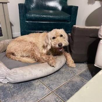 Labradoodle Dogs Available for Adoption in Long Beach, Mississippi - Daisy | PetCurious