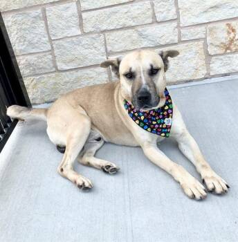 Rescue German Shepherd Dog and Mixed Breed Dogs for Adoption in Baytown, Texas - DUTCH | PetCurious
