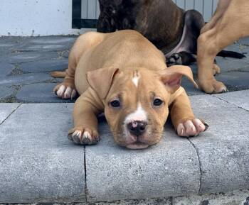 Harry -  Pit Bull Terrier Dog for Adoption in Greenlawn, New York - Harry | PetCurious
