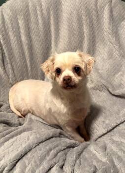 Vanilla Bean -  Shih Tzu Dog for Adoption in Buford, Georgia - Vanilla Bean | PetCurious