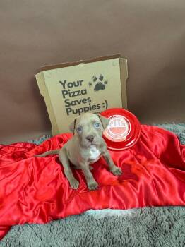 Pit Bull Terrier and American Bulldog Dogs Available for Adoption - Testarossa | PetCurious