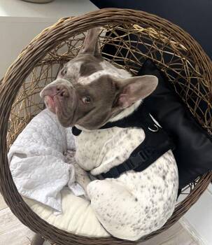 Giuseppe -  French Bulldog and English Bulldog Dog for Adoption in Framingham, Massachusetts - Giuseppe | PetCurious