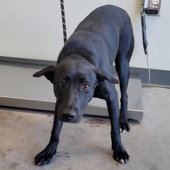 109381 -  Mixed Breed Dog for Adoption in Las Cruces, New Mexico - 109381 | PetCurious