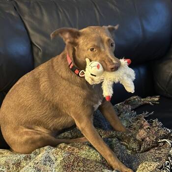 Rescue Cattle Dog and Mixed Breed Dogs for Adoption in Austin, Texas - Amber FS | PetCurious