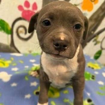 Black Mouth Cur and Mixed Breed Dogs Available for Adoption in Hattiesburg, Mississippi - Flora | PetCurious