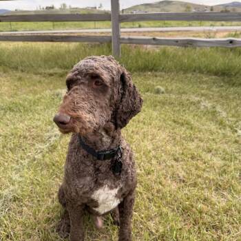Mixed Breed Dogs Available for Adoption in Park City, Utah - Dash | PetCurious