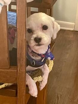 Snowball -  Maltese Dog for Adoption in Mustang, Oklahoma - Snowball | PetCurious