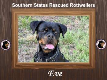 Rescue Rottweiler Dogs for Adoption in Arlington, Texas - Eve | PetCurious