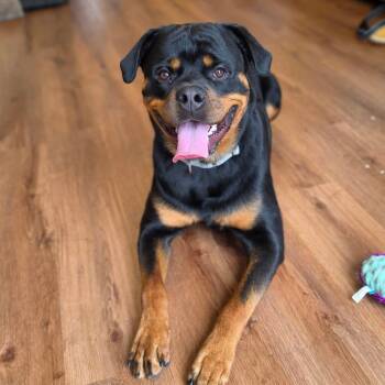 Tank -  Rottweiler Dog for Adoption - Tank | PetCurious