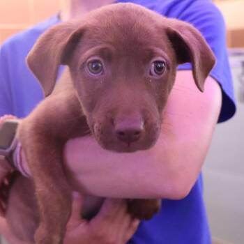 Mixed Breed Dogs Available for Adoption in Port Washington, New York - Alarielle | PetCurious