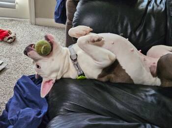 Helen -  American Bulldog Dog for Adoption in Lakeland, Florida - Helen | PetCurious