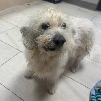 Rescue West Highland White Terrier Westie and Mixed Breed Dogs for Adoption in The Woodlands, Texas - Sedrick (Available For Foster Or Adoption) | PetCurious