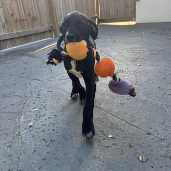 Great Dane and Mixed Breed Dogs Available for Adoption in Pinellas Park, Florida - Kitana | PetCurious