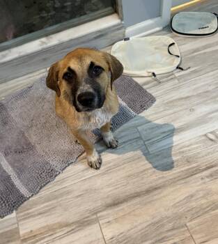 Australian Cattle Dog Blue Heeler and Labrador Retriever Dogs Available for Adoption - Mistletoe/Jake | PetCurious