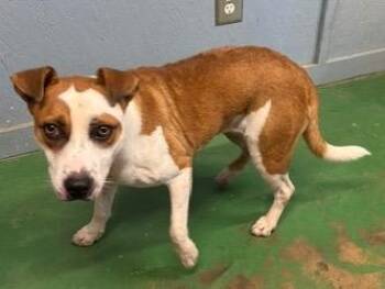 Maybelle 26 -  Australian Cattle Dog Blue Heeler Dog for Adoption in Brookhaven, Mississippi - Maybelle 26 | PetCurious