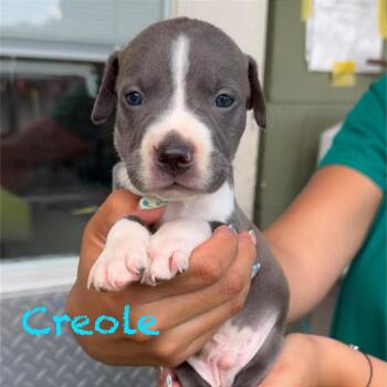 Creole -  American Staffordshire Terrier and Staffordshire Bull Terrier Dog for Adoption in Tampa, Florida - Creole | PetCurious