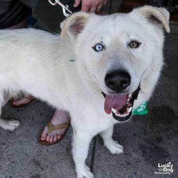 Ice -  Great Pyrenees and Golden Retriever Dog for Adoption in Washington, District Of Columbia - Ice | PetCurious