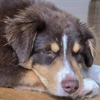 Gus D70572 -  Australian Shepherd and Mixed Breed Dog for Adoption in Minnetonka, Minnesota - Gus D70572 | PetCurious