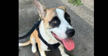 Lilli -  Boxer and Labrador Retriever Dog for Adoption in Richardson, Texas - Lilli | PetCurious