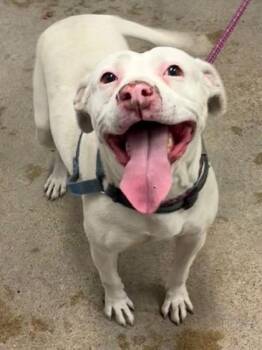 Lily -  Pit Bull Terrier Dog for Adoption in Cleveland, Ohio - Lily | PetCurious